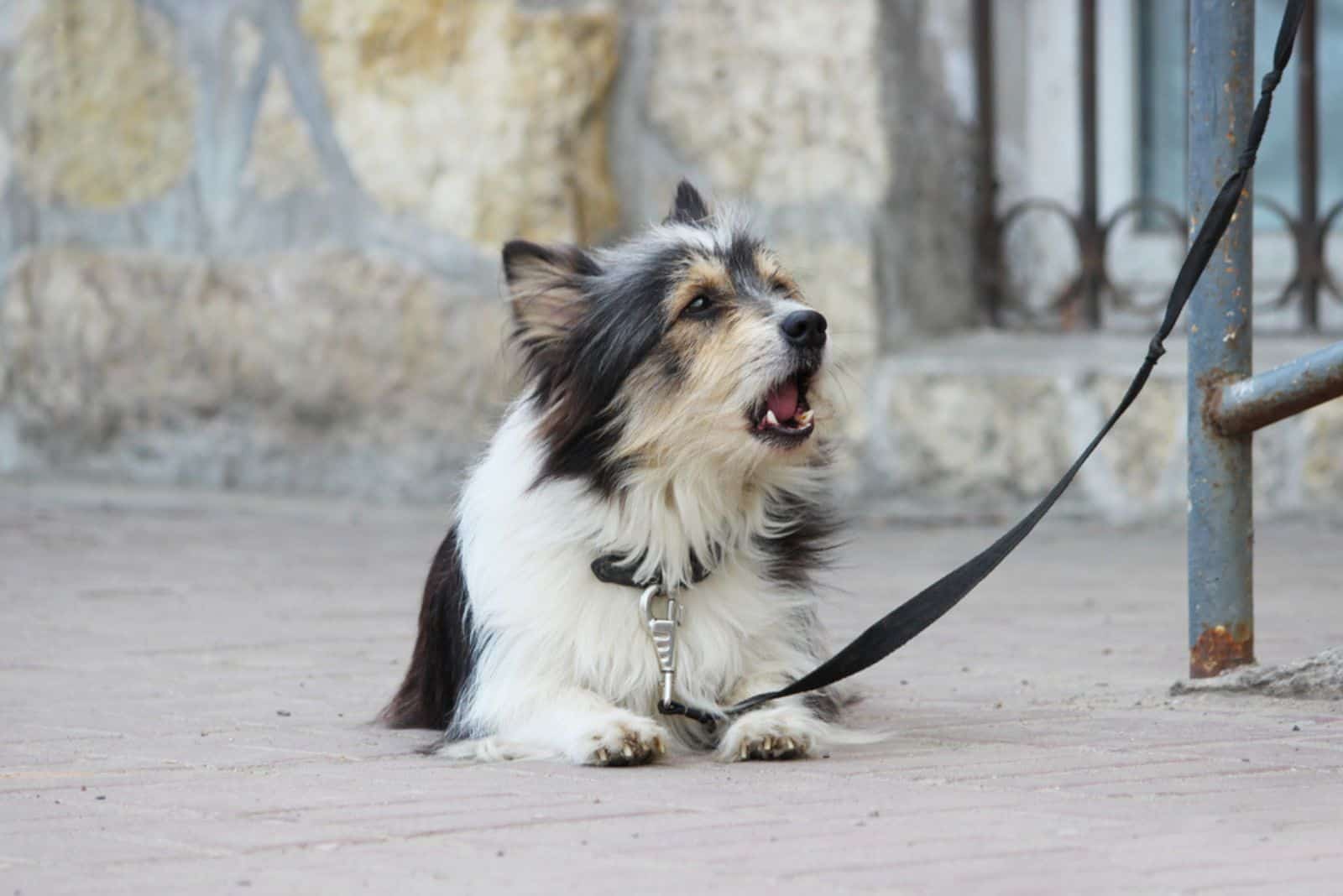 A small black and white dog waiting for the owner 