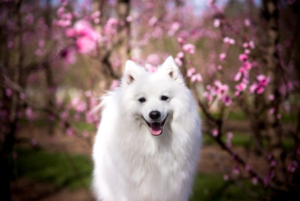3 Japanese Spitz Breeders In The U.S. Rare And Precious