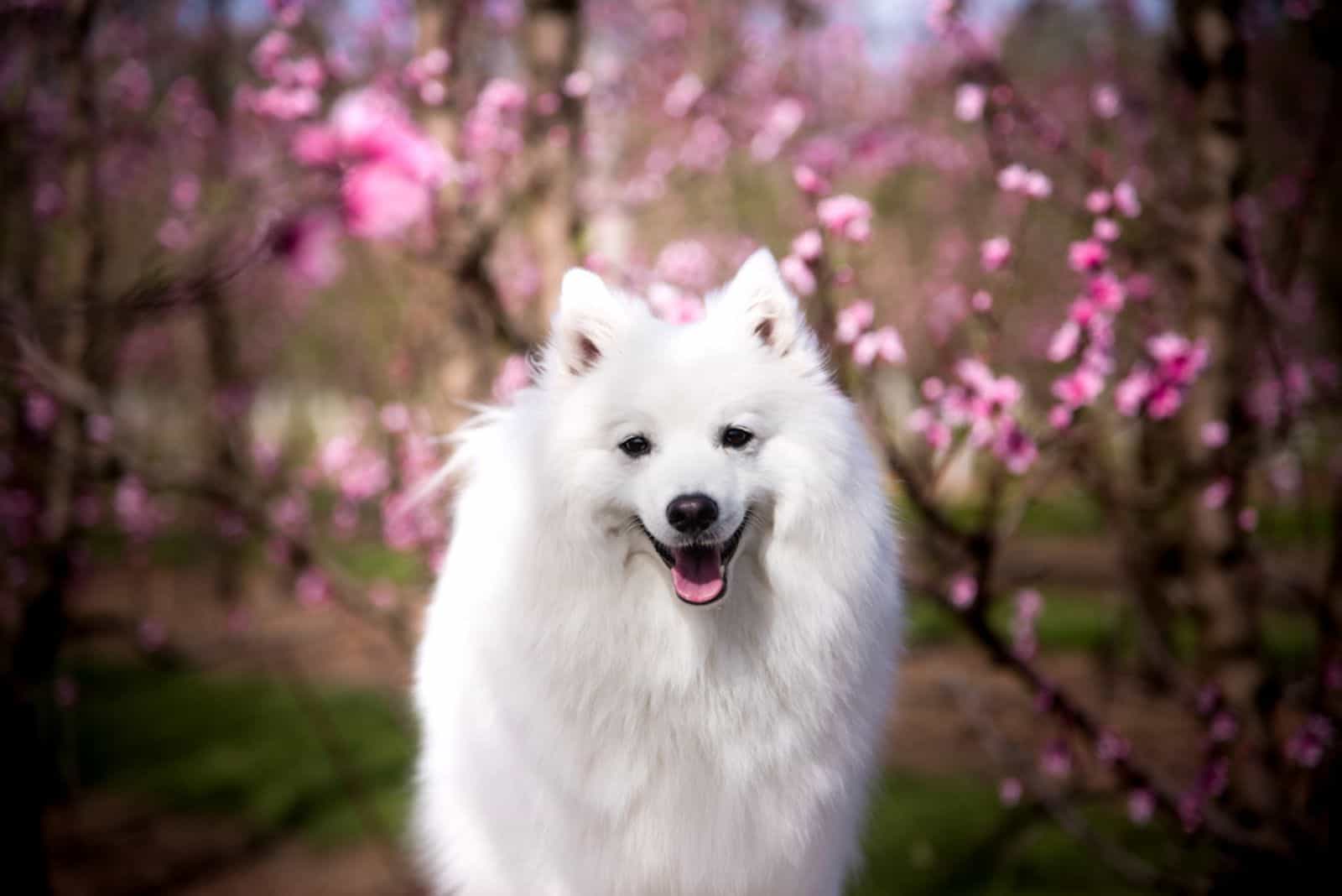A white Japanese Spitz dog standing among flowers