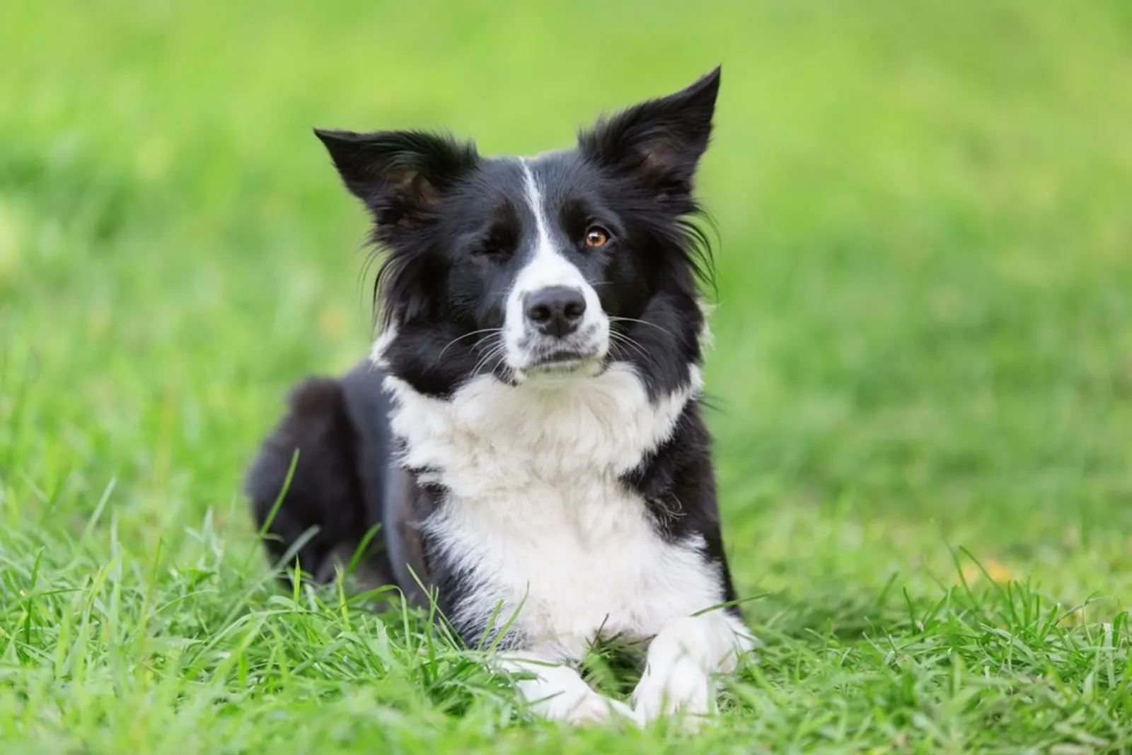 Adorable Border collie dog wink in the green grass