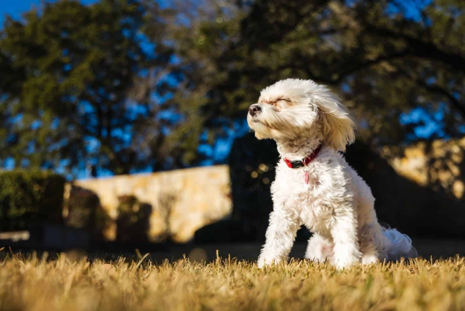 Adorable Maltipoo puppy enjoying the wind in a backyard