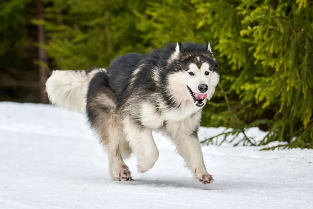 Alaskan Malamute running on the snow