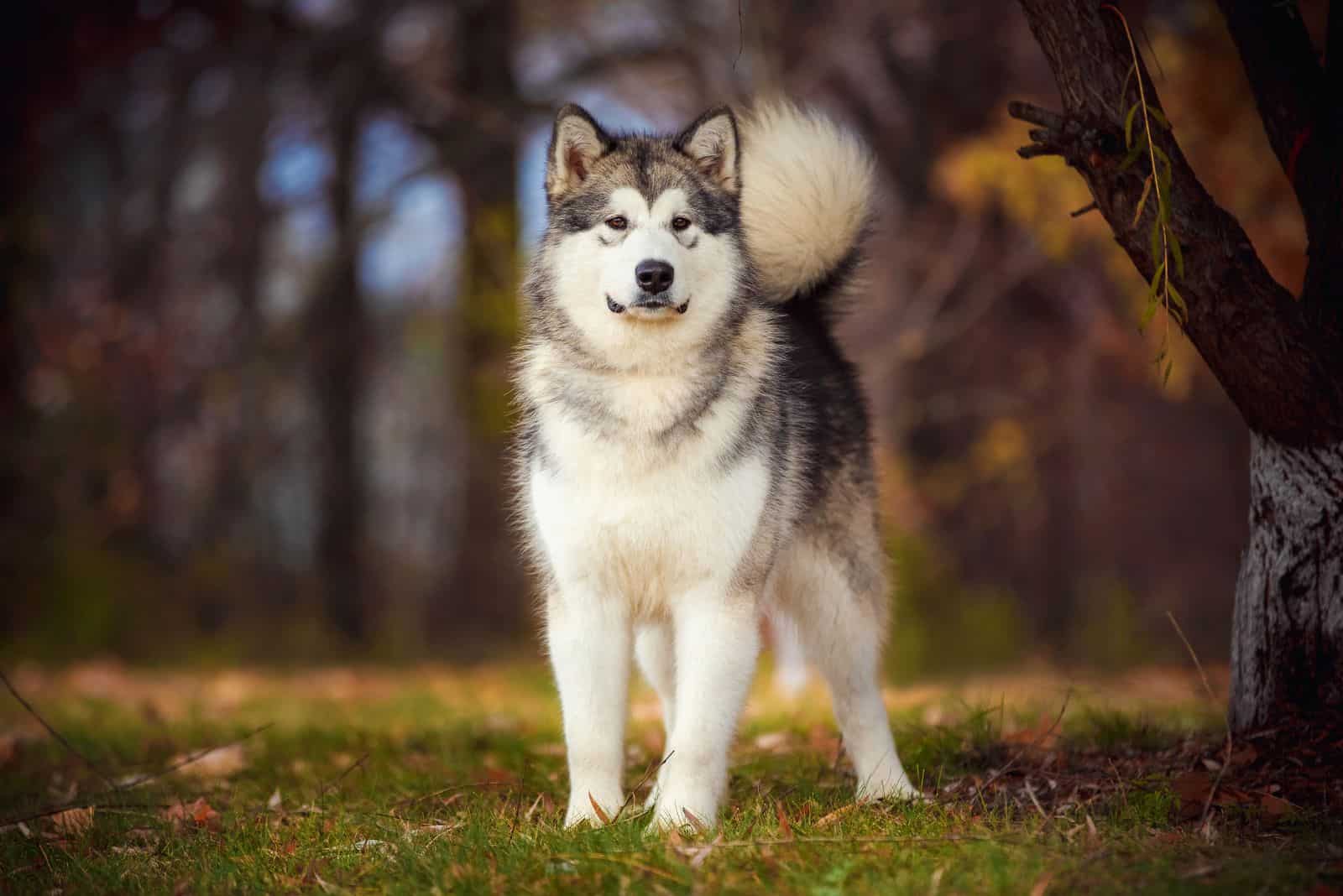 Alaskan Malamute standing in a field