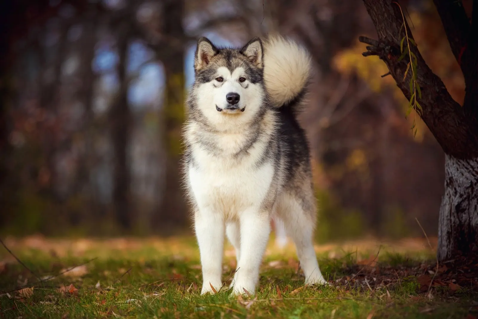 Alaskan Malamute standing in a field