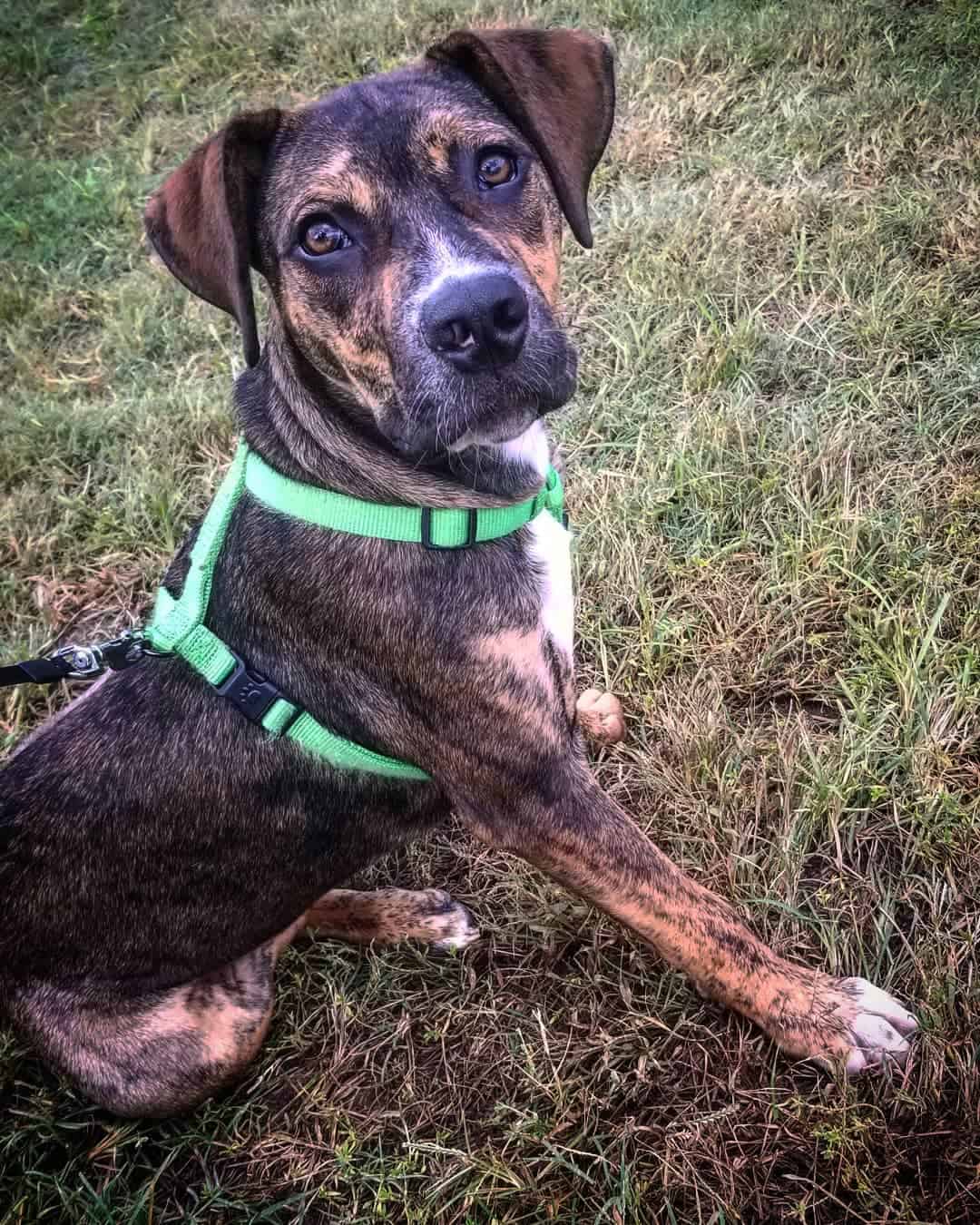 American Bulldog Catahoula Leopard Dog Mix