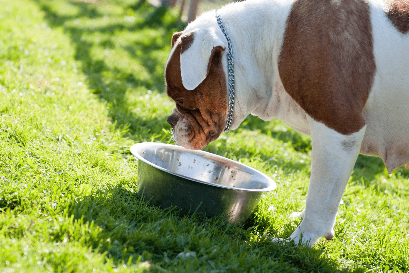American Bulldog Puppy eats from a bowl