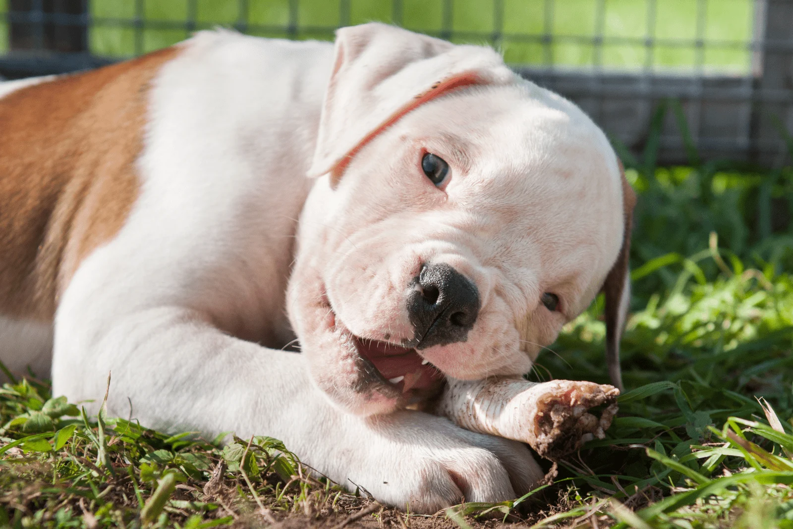 American Bulldog eats raw bone