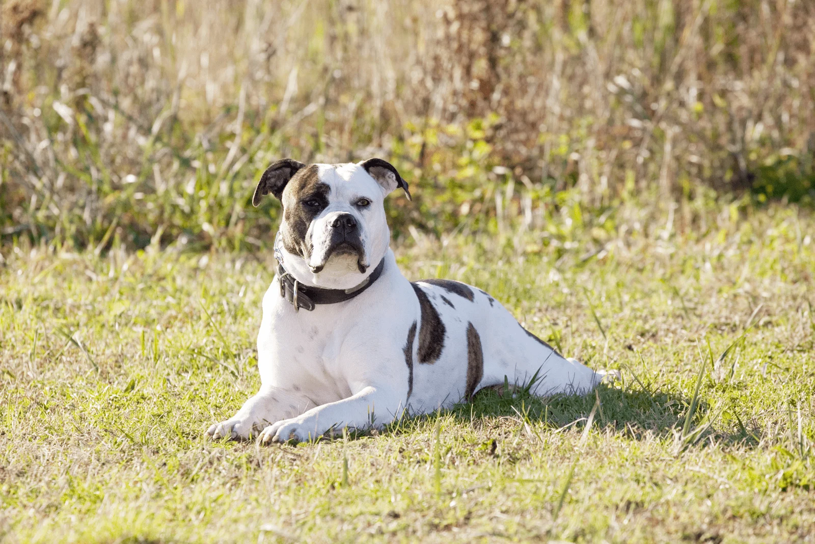 American Bulldog lies on green grass