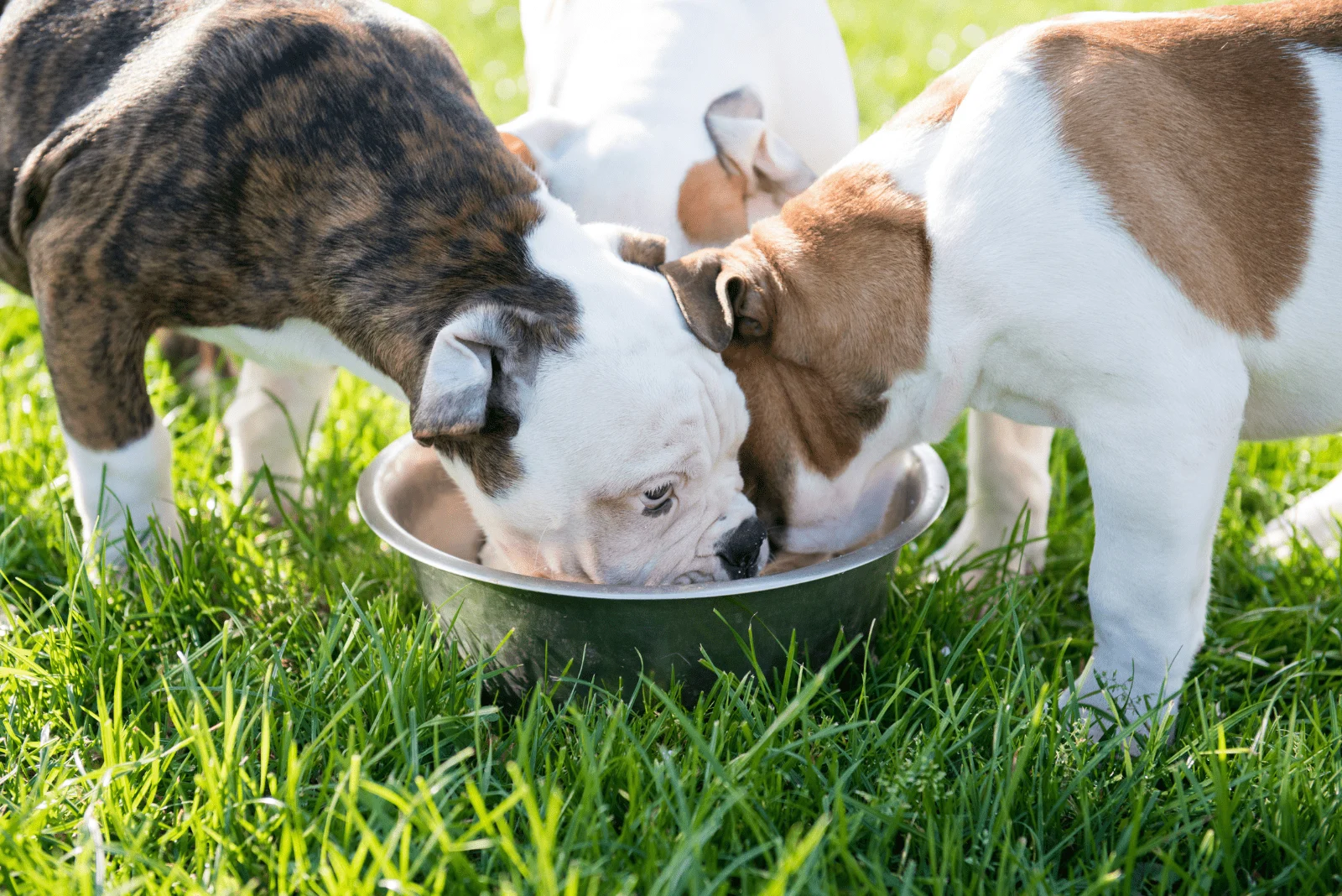 American Bulldog puppies eat from a bowl