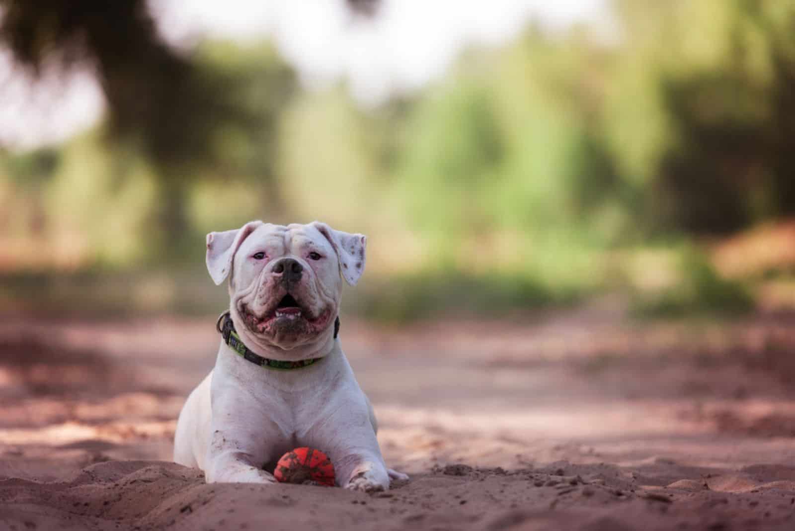 American bulldog lies on the sand with the ball