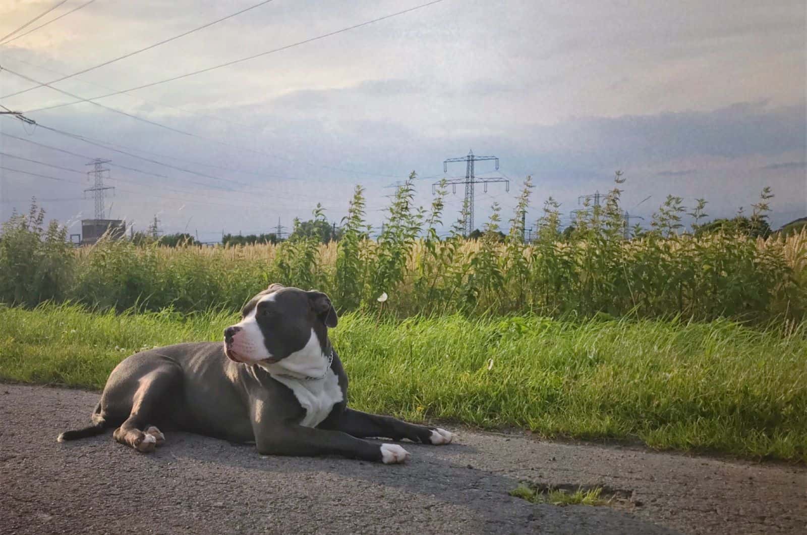 American bully dog laying on the road