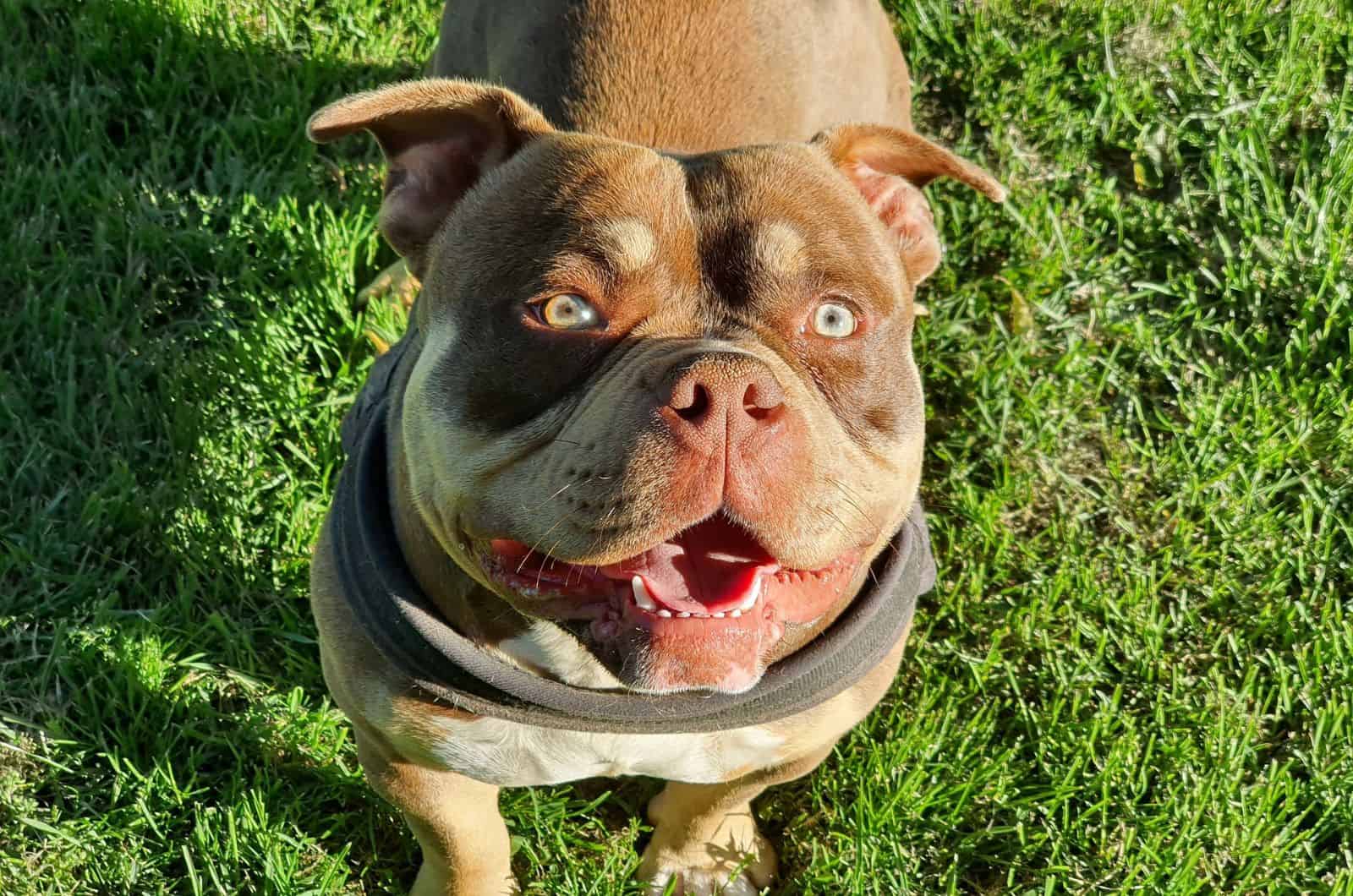 American bully dog looking at the sun