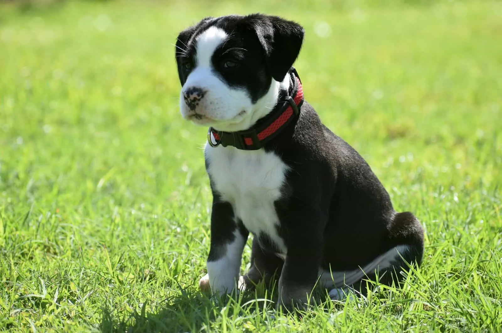 American bully puppy with collar sitting on grass