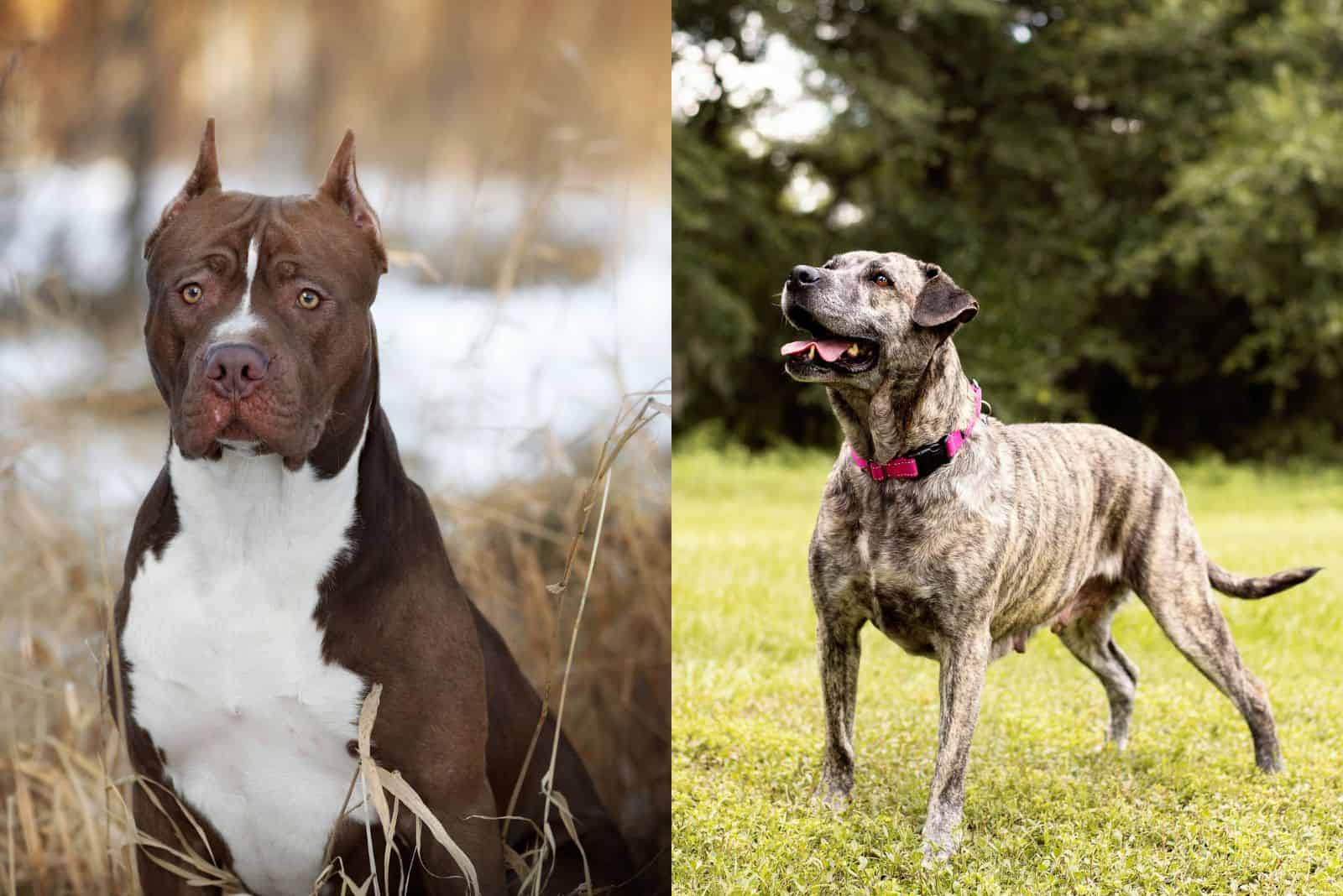 American pitbull and mixed breed