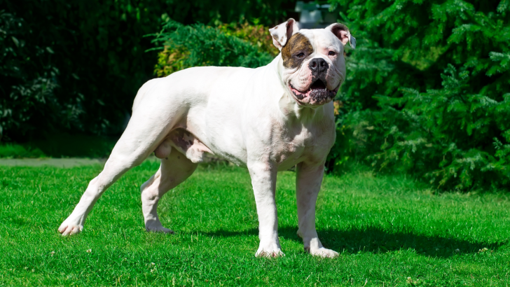 An American Bulldog Feeding Chart For Your Eyes Only