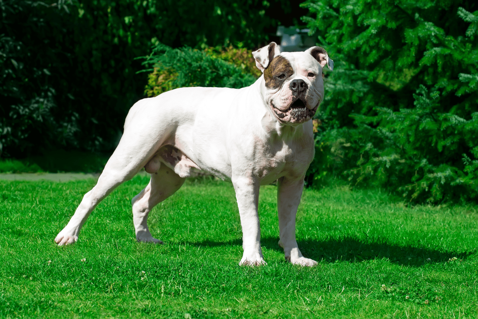 American Bulldog standing in field