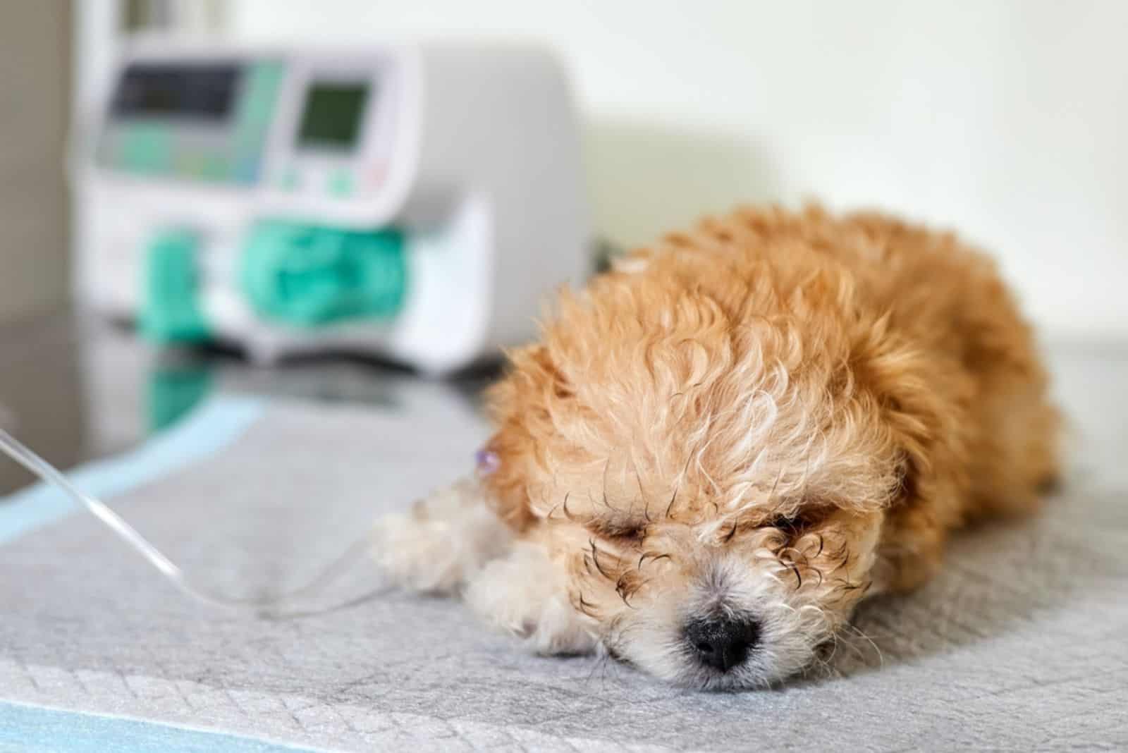 An illness maltipoo puppy lies on a table in a veterinary clinic