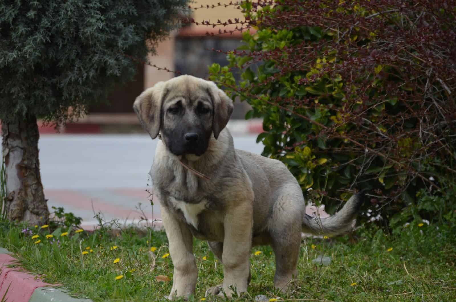 Anatolian Shepherd puppy