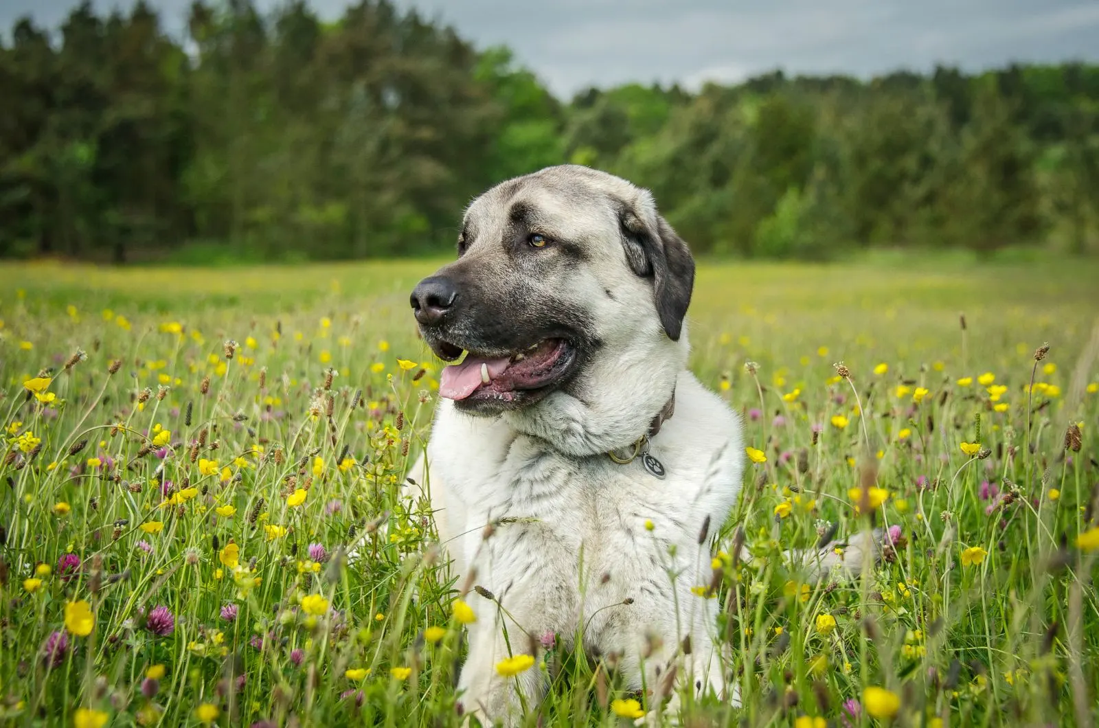 Anatolian Shepherd Growth Chart — The Bigger, The Better