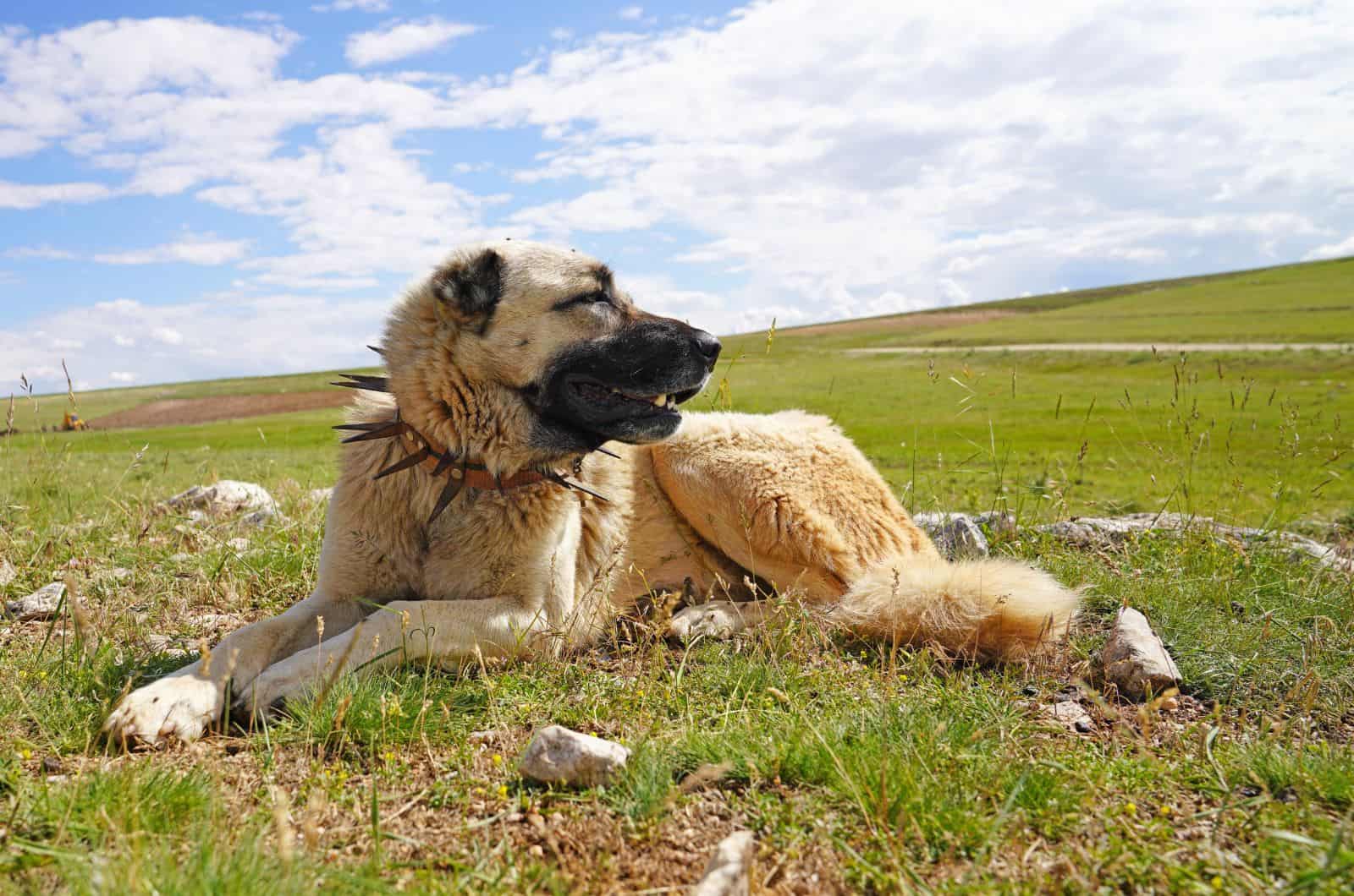 Anatolian Shepherd sitting outside