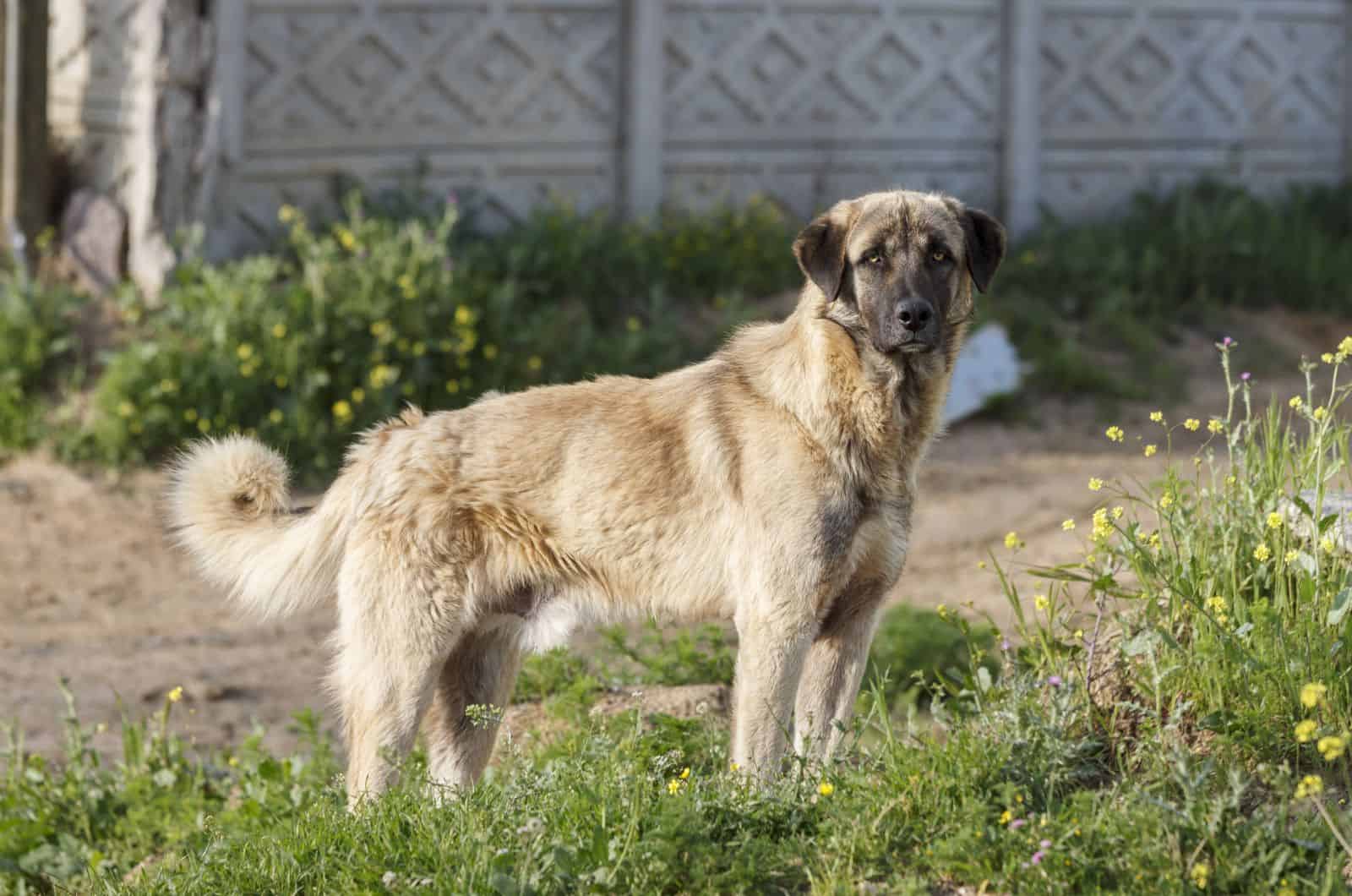 Anatolian Shepherd standing outside