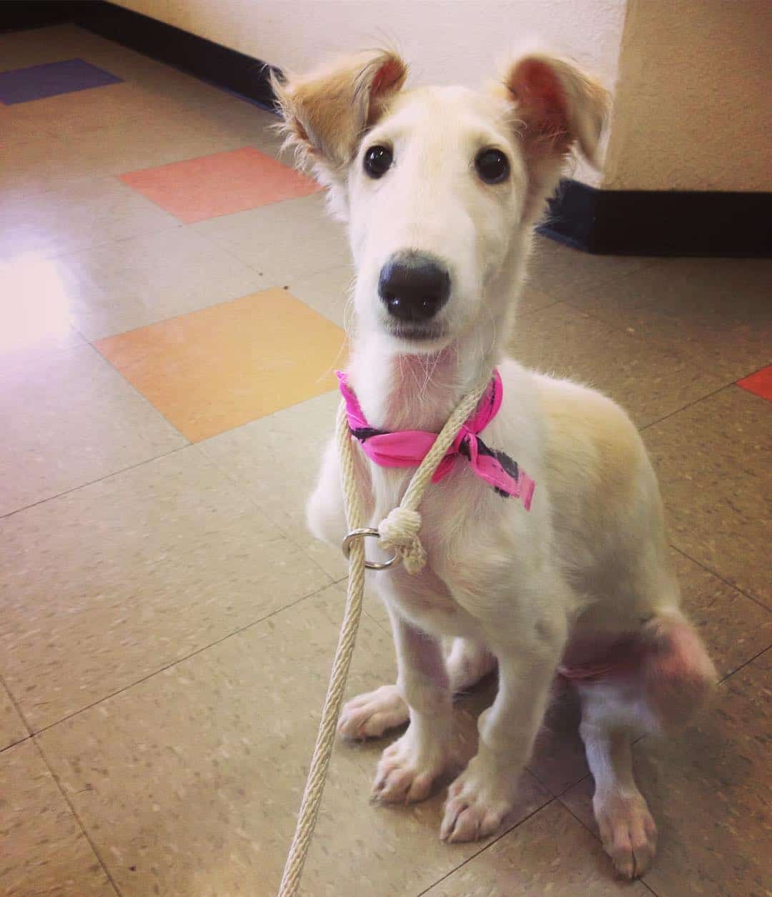 Apricot borzoi