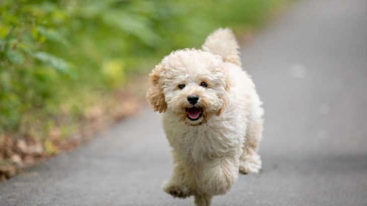 Are Maltipoos Good Dogs? Only This Article Can Tell