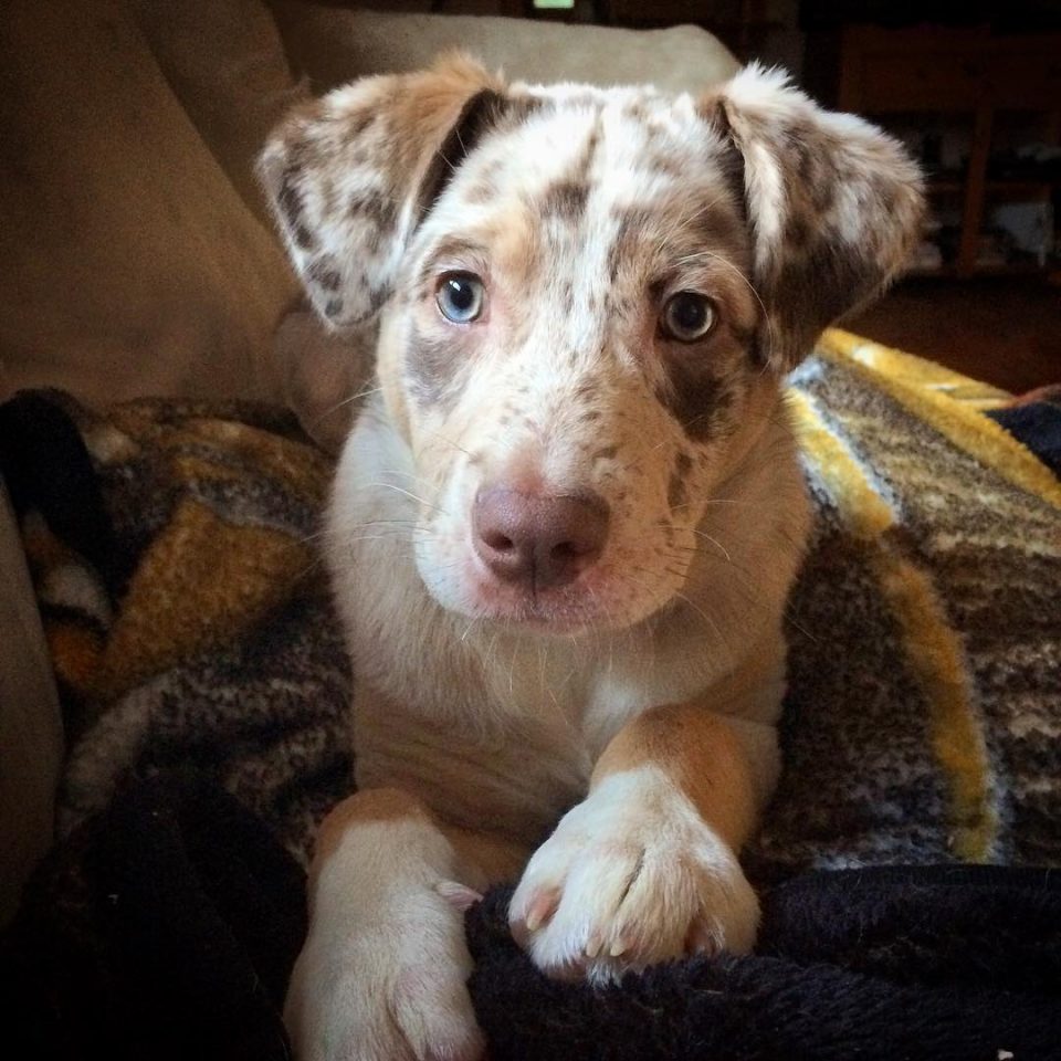 27 Catahoula Mixes Mixing The Best Of The South