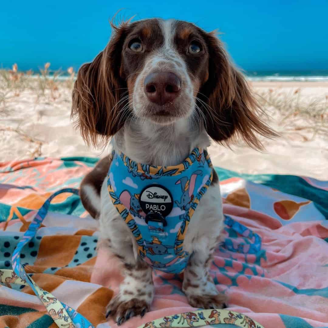 Australian Shepherd Dachshund Mix