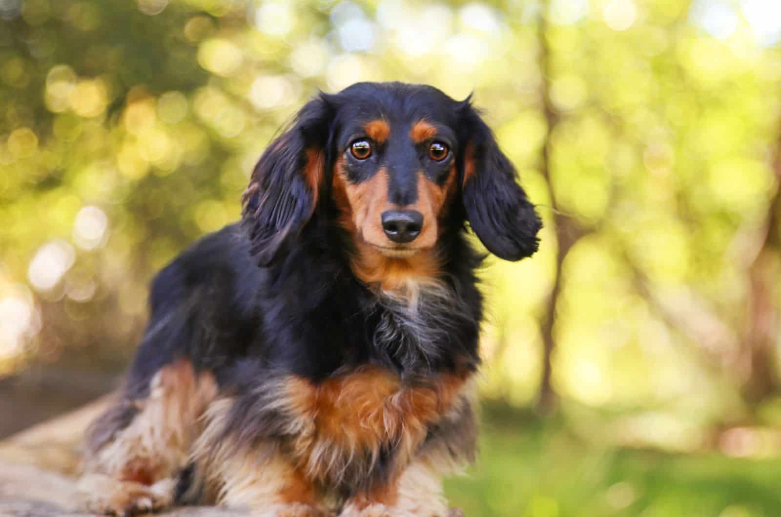 The Truth About The Australian Shepherd Dachshund Mix