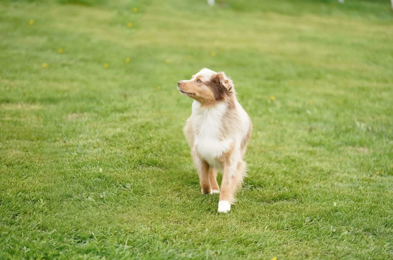 Australian Shepherd Dachshund mix dog walking outside