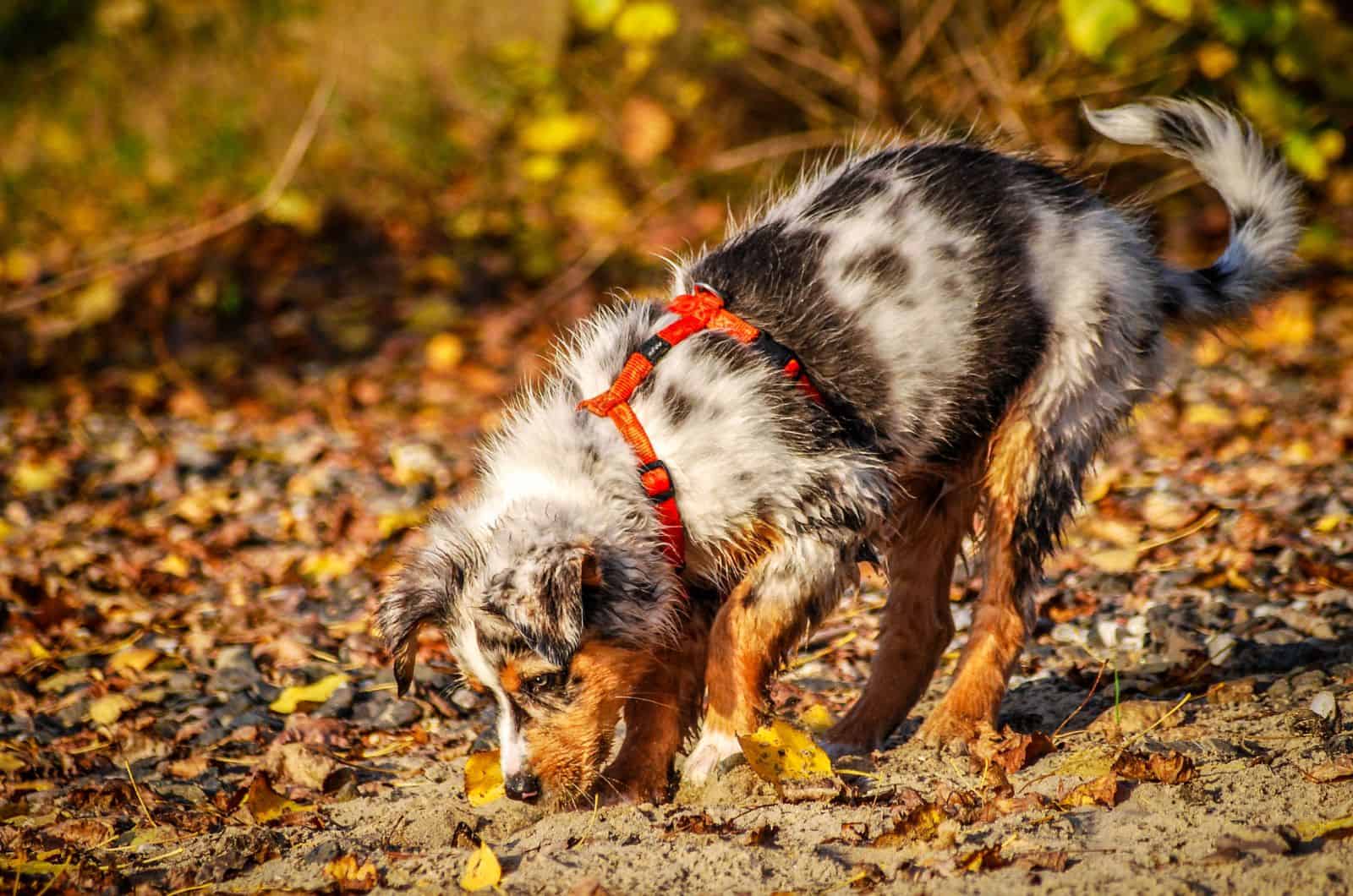 Australian Shepherd Dachshund mix playing in woods