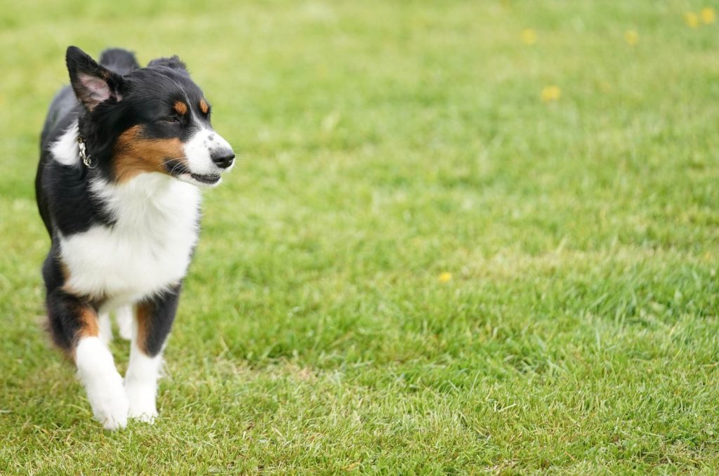 The Truth About The Australian Shepherd Dachshund Mix