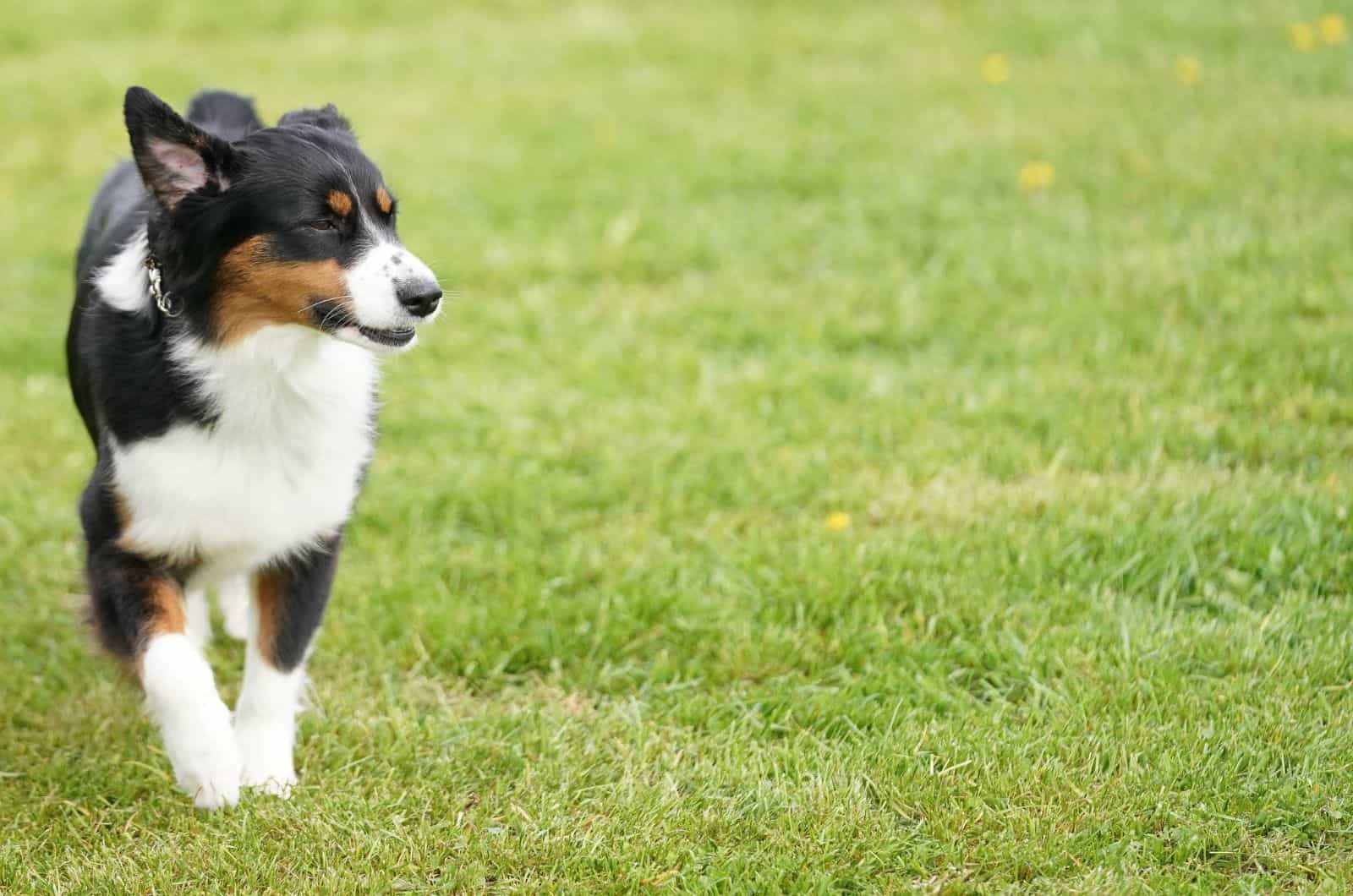 Australian Shepherd Dachshund mix walking on grass