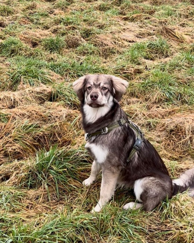 Australian Shepherd Golden Retriever Mix