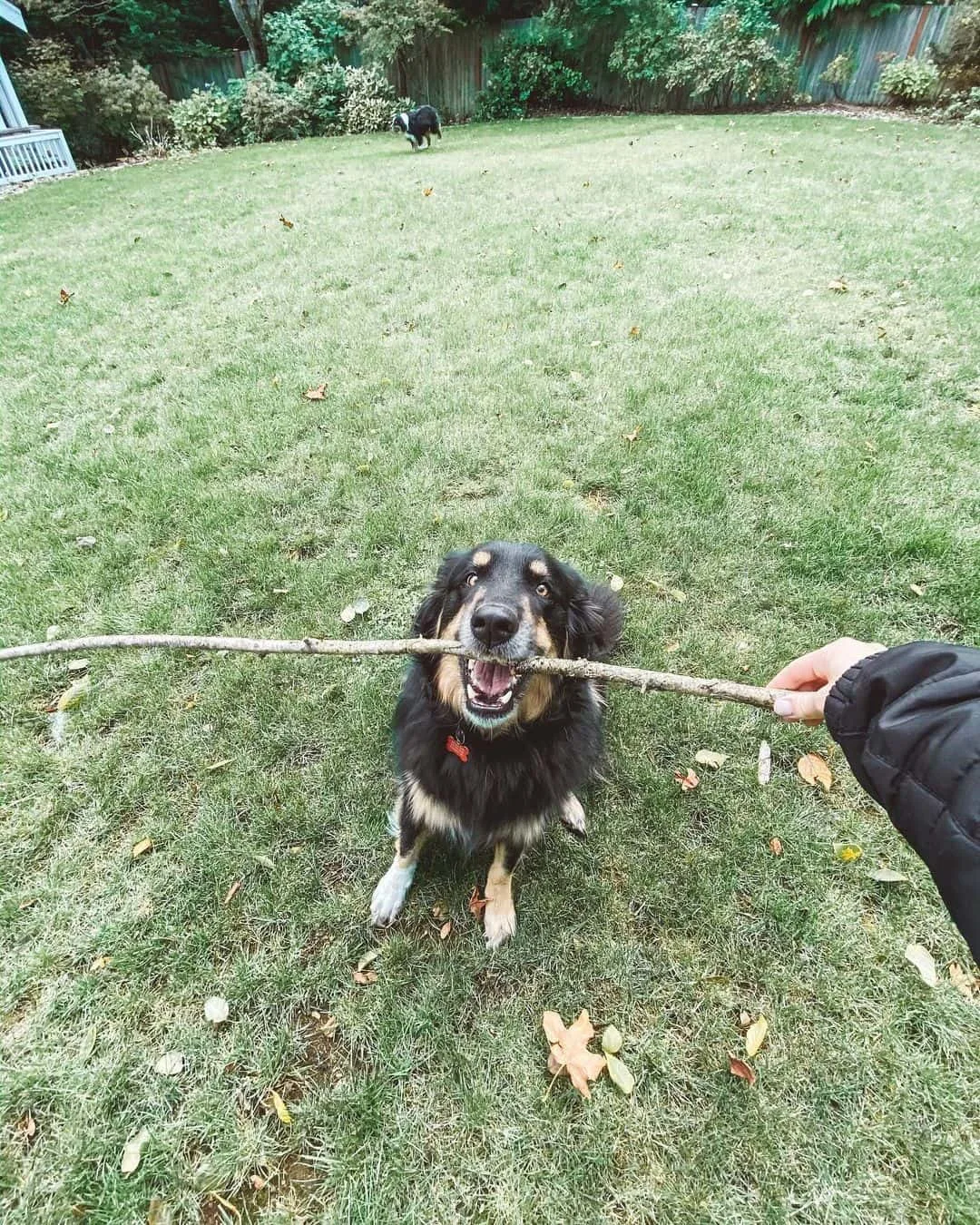 Australian Shepherd Golden Retriever Mix holds a branch in its mouth