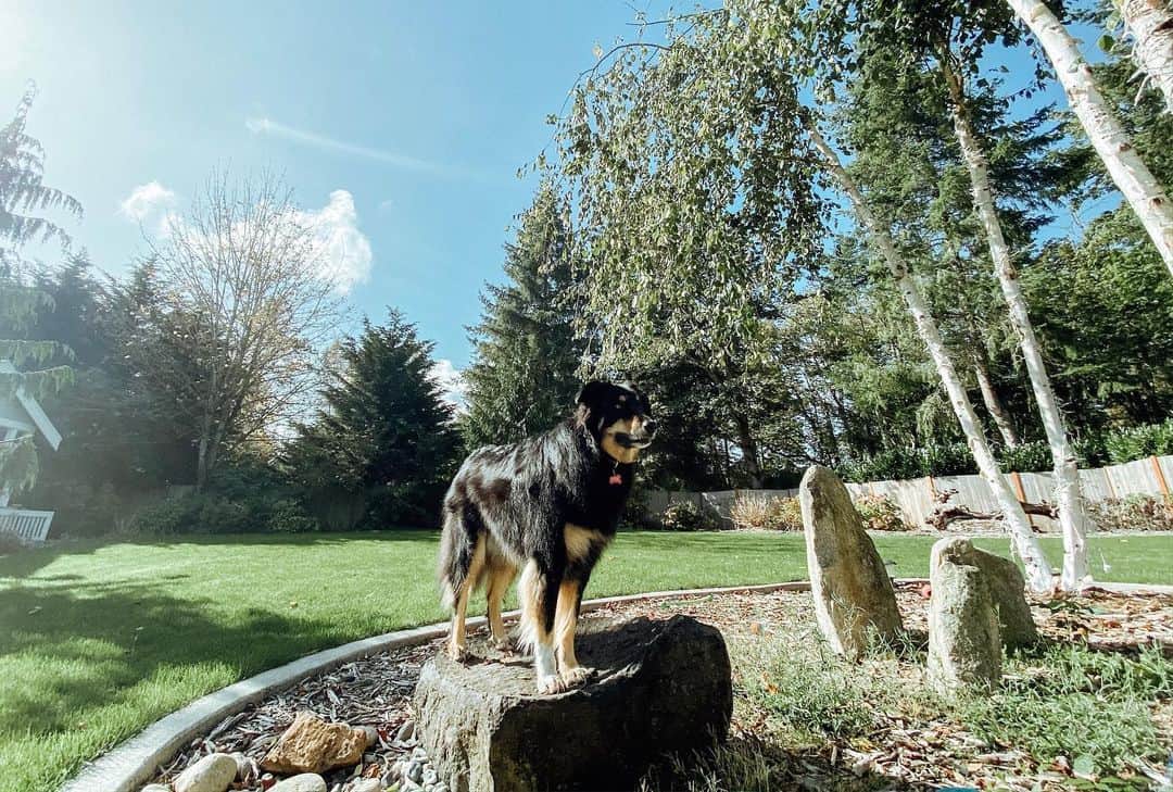 Australian Shepherd Golden Retriever Mix standing on a tree