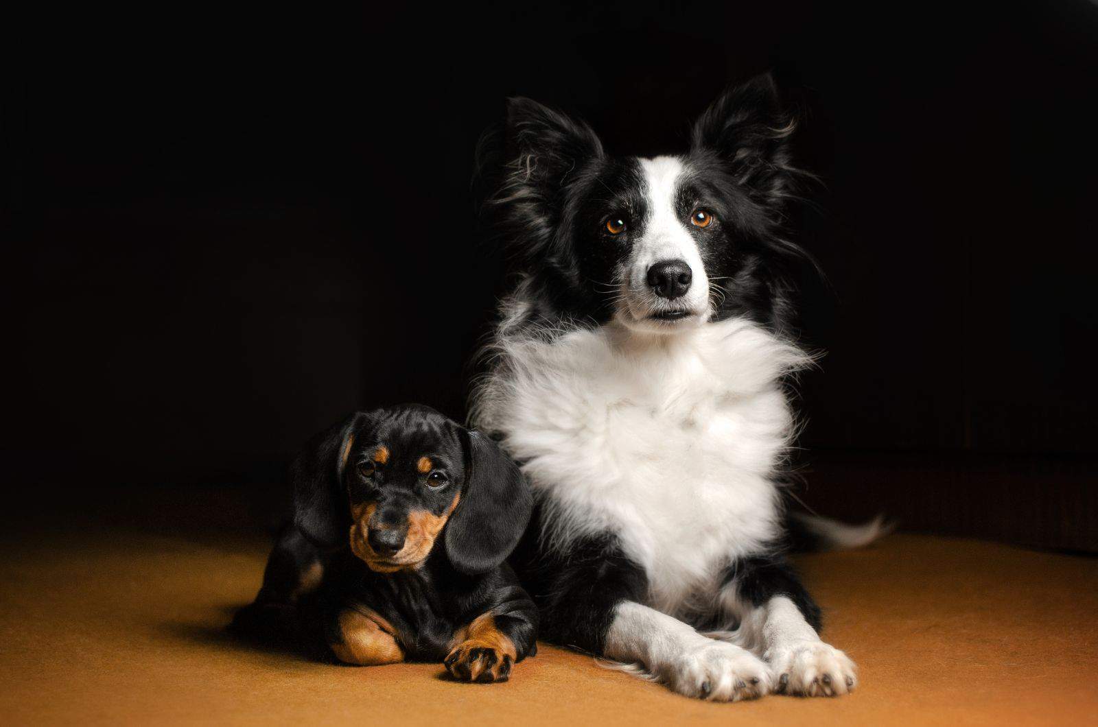 Australian Shepherd and Dachshund