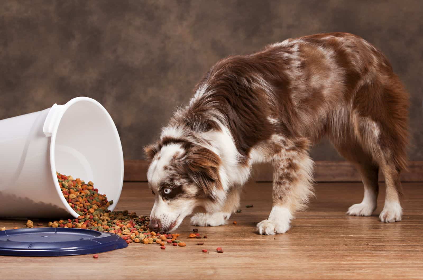 Australian Shepherd eating food from floor