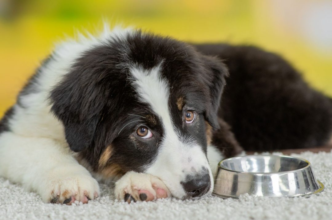 7 Healthiest And Best Dog Food For Australian Shepherd Choices