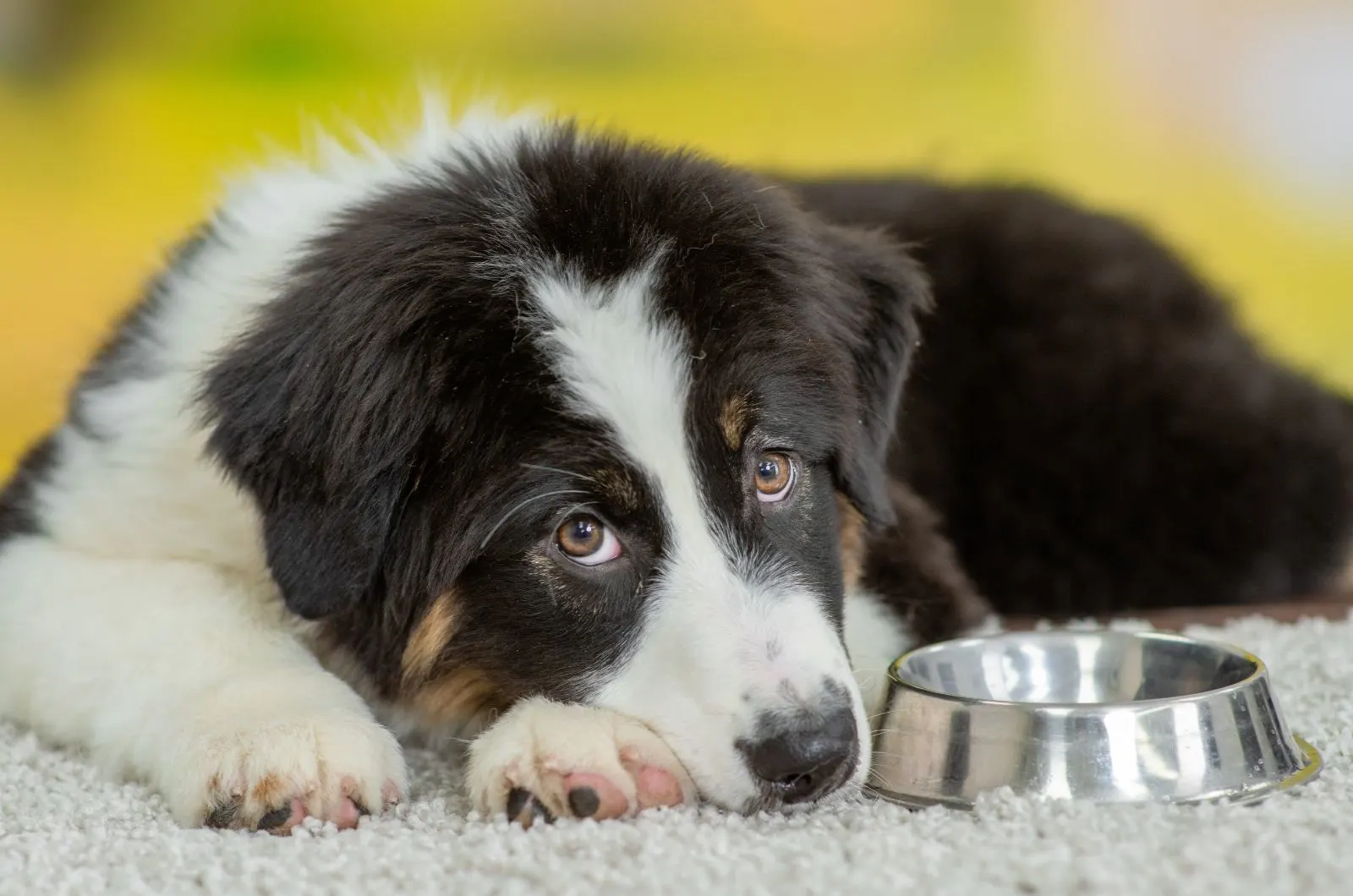 Australian Shepherd eating from floor looking at camera