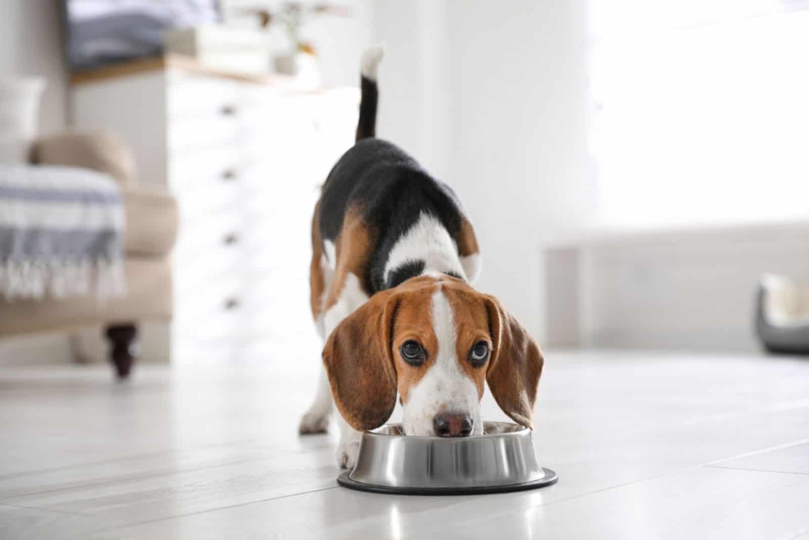 Beagle puppy eats food from a bowl