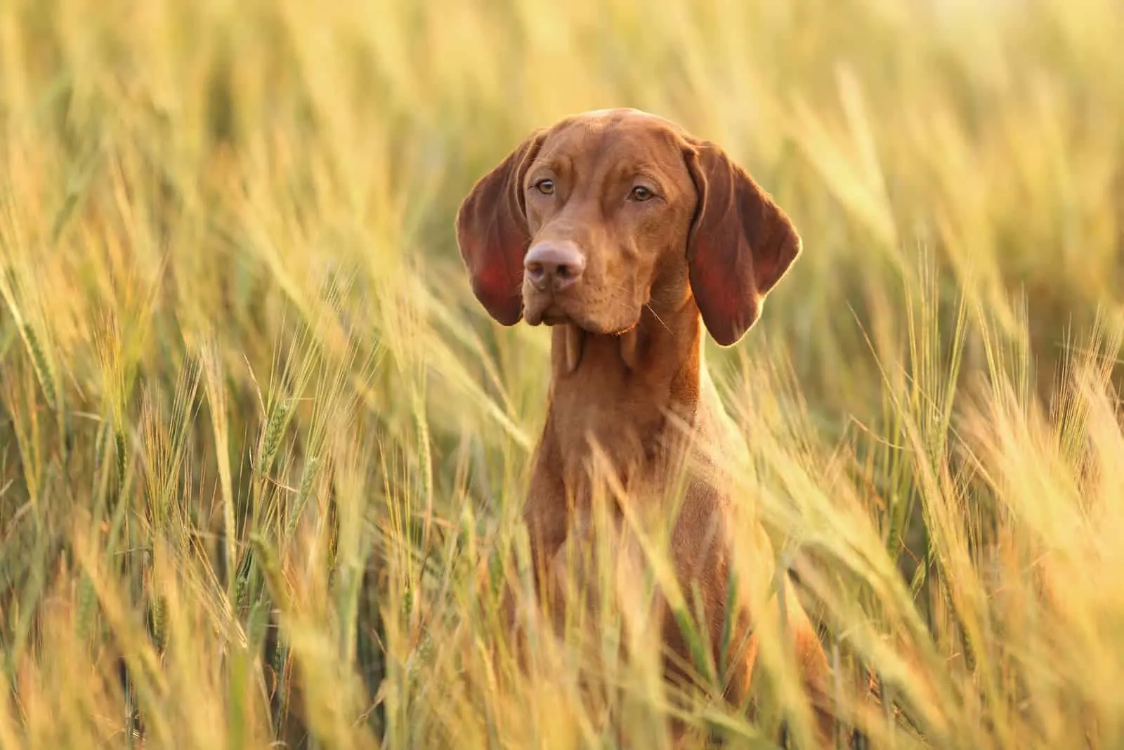 Beautiful Vizsla dog in the field