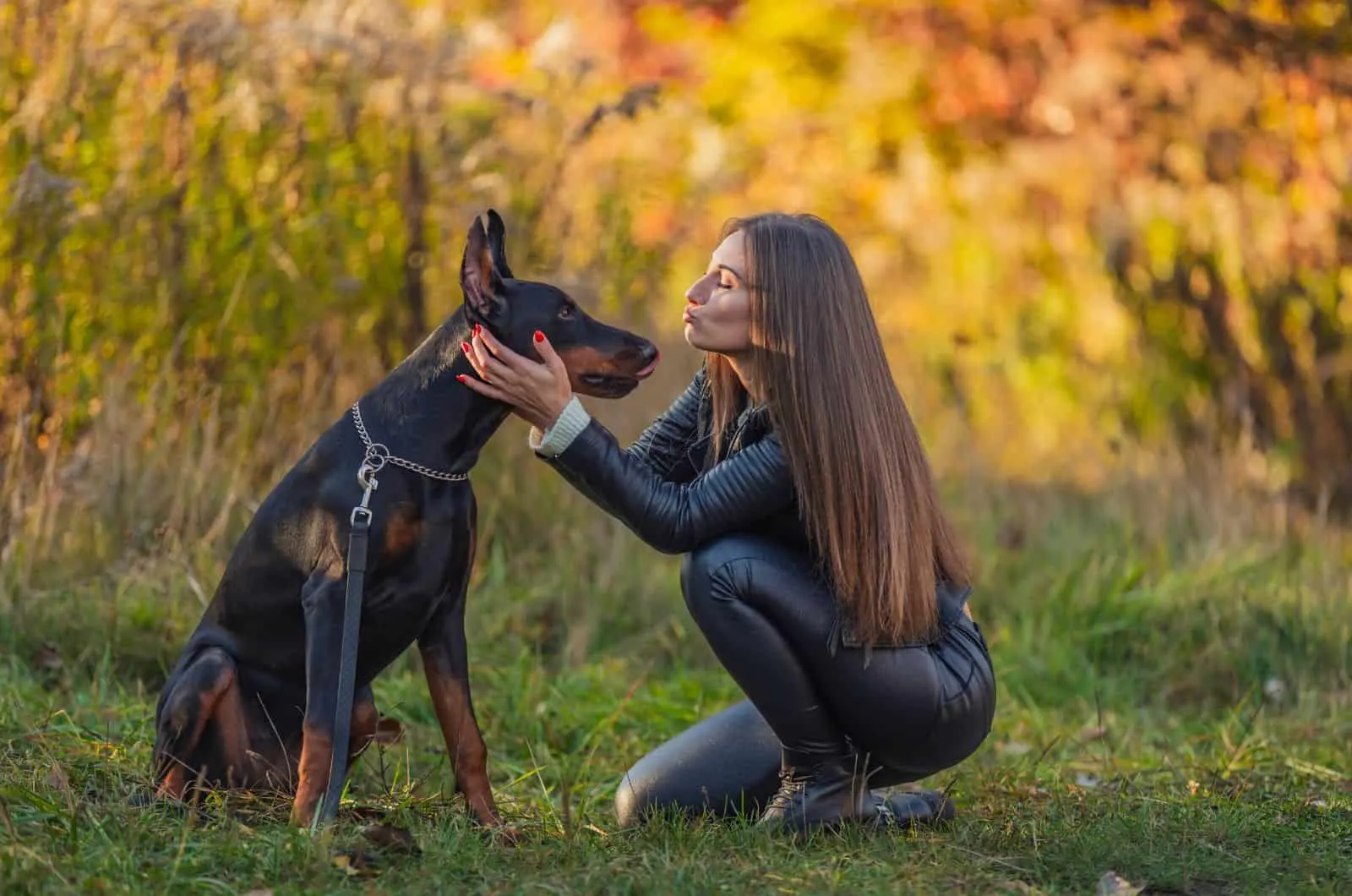 Beautiful and healthy Doberman with his owner