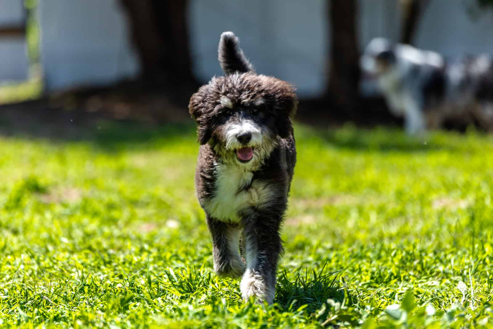 Bernedoodle walking on grass