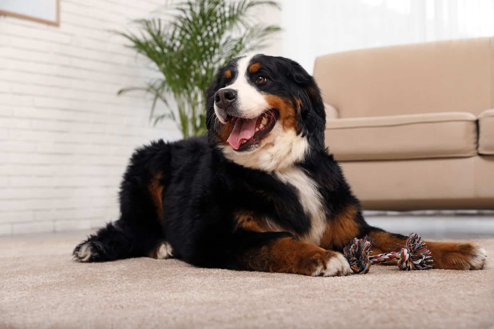 Bernese Mountain Dog lies on the floor and laughs