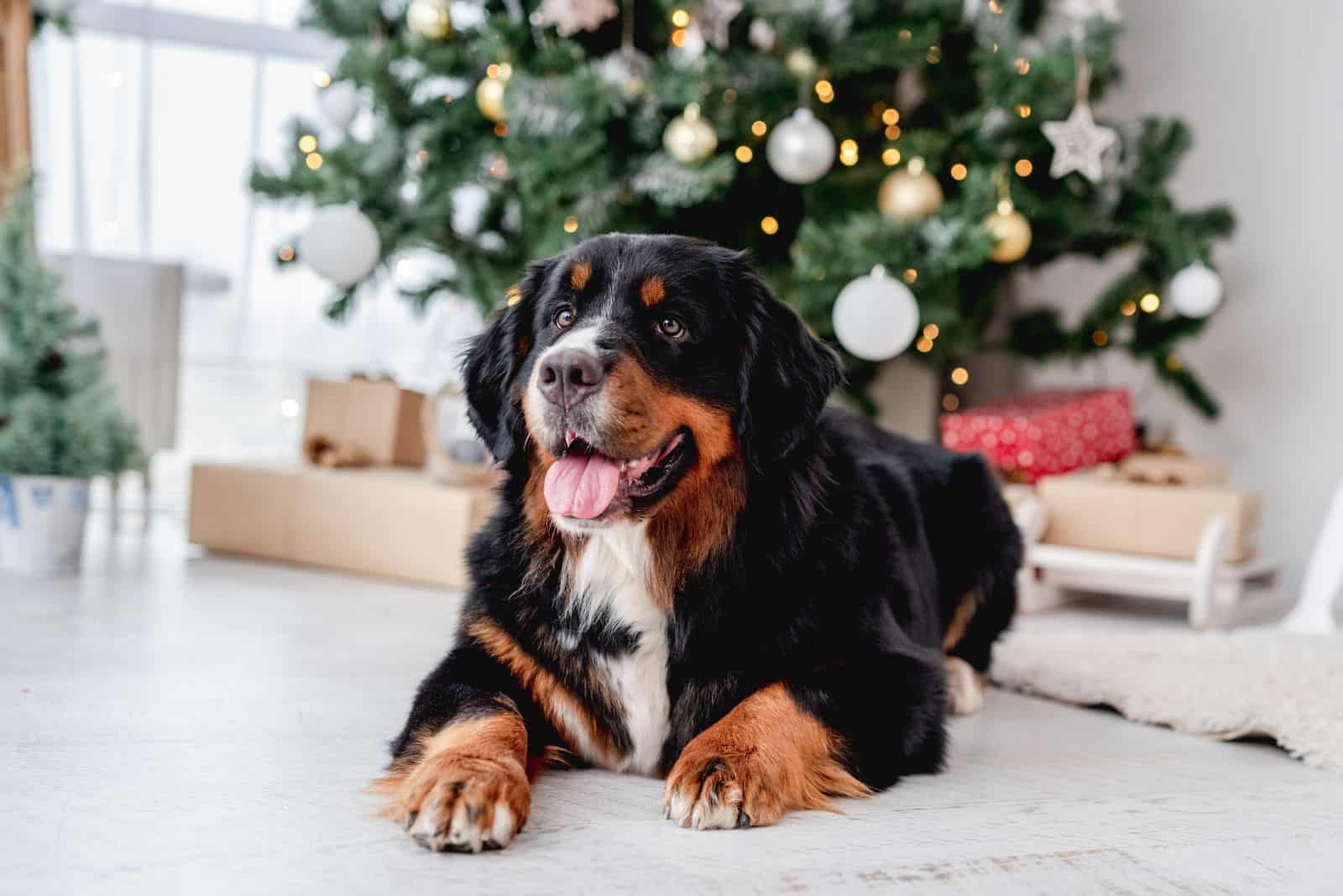 Bernese Mountain Dog lying next to the Christmas tree