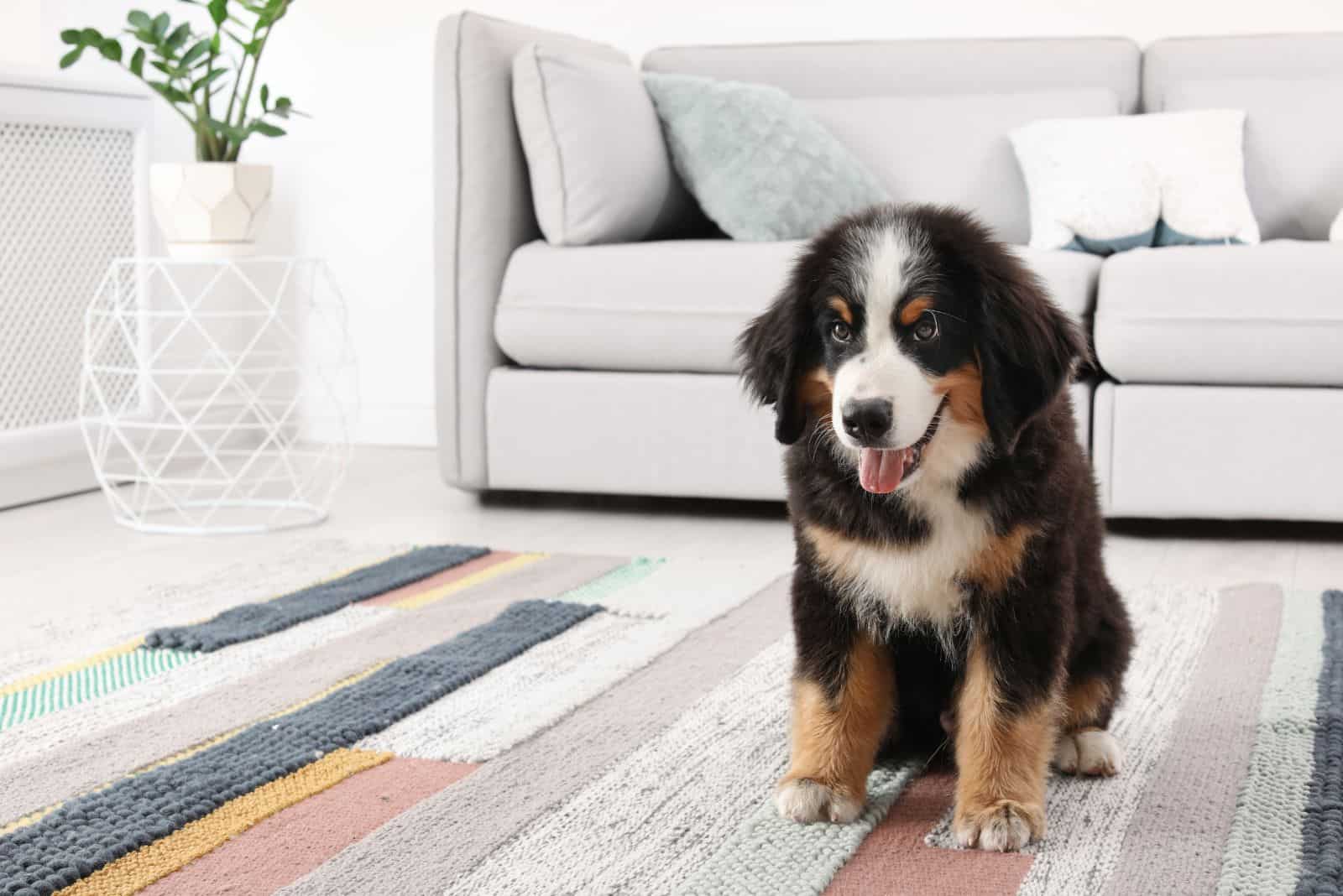 Bernese Mountain Dog walks around the house