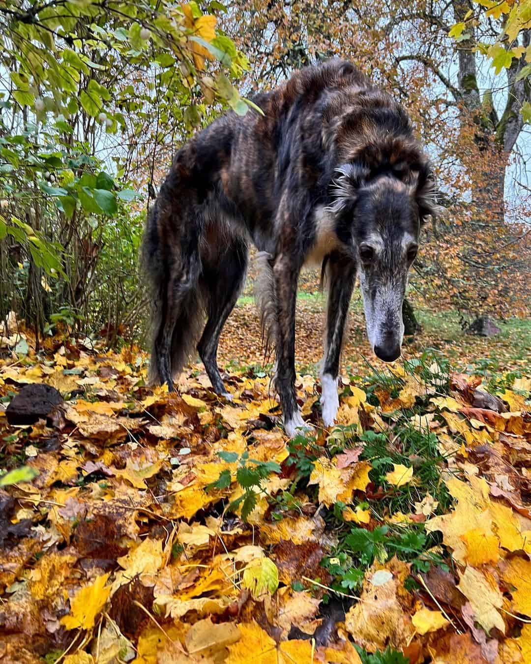 Black And Brindle Borzoi