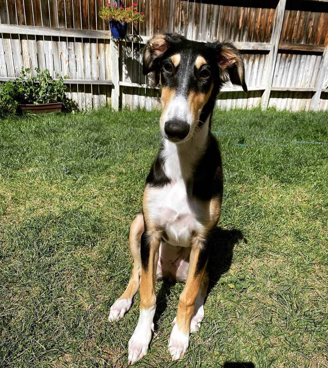 Black And Tan Borzoi